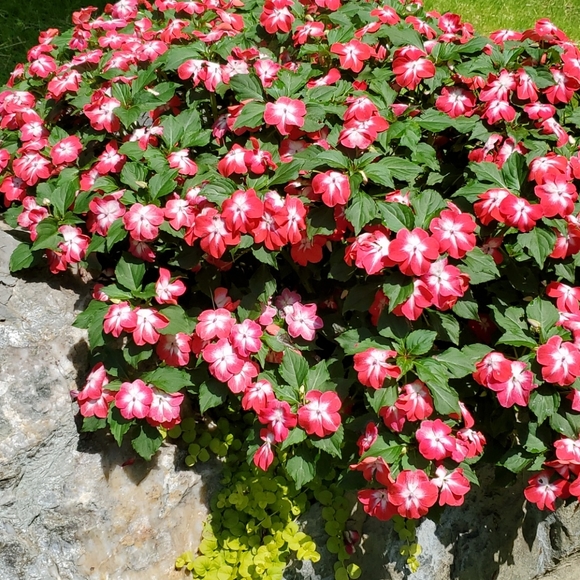 Meet your Posher, Rachael - Picture 3 of 4